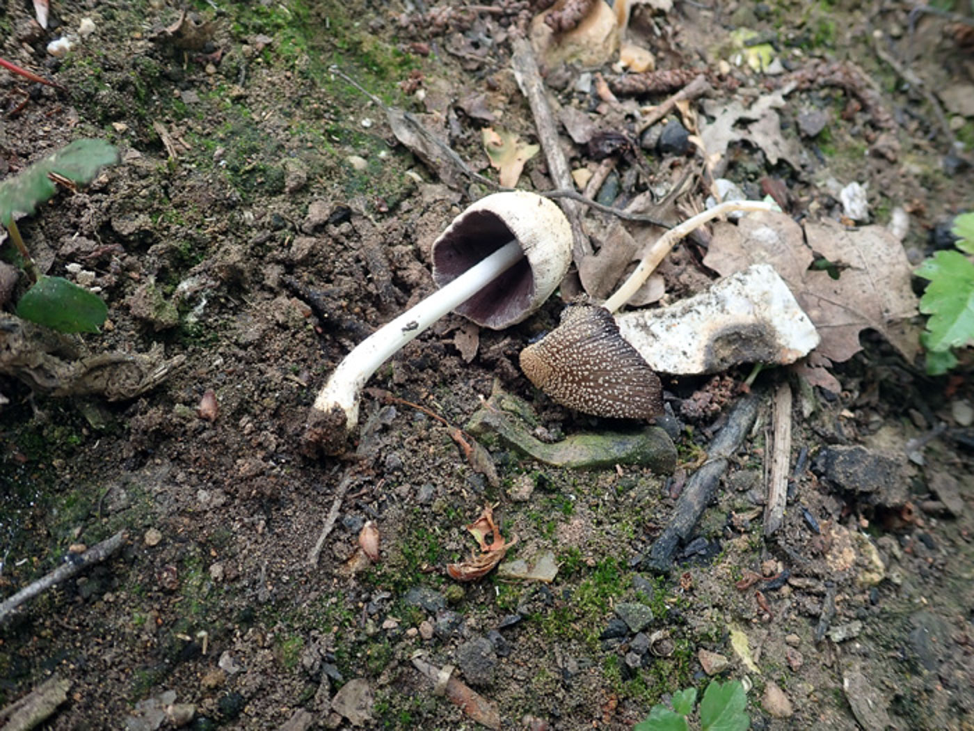 Photo by Penny Cullington Coprinellus xanthothrix by Penny Cullington